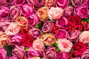 pink and yellow roses in close up photography Mother day in Atlanta